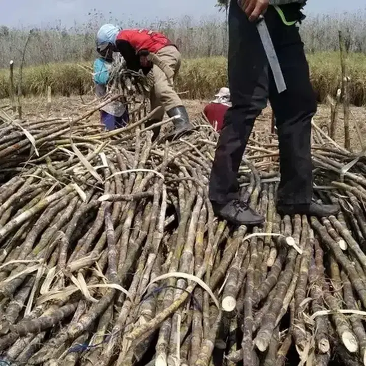 Aman Agrindo Genjot Produksi Gula Lewat Tiga Proyek Strategis