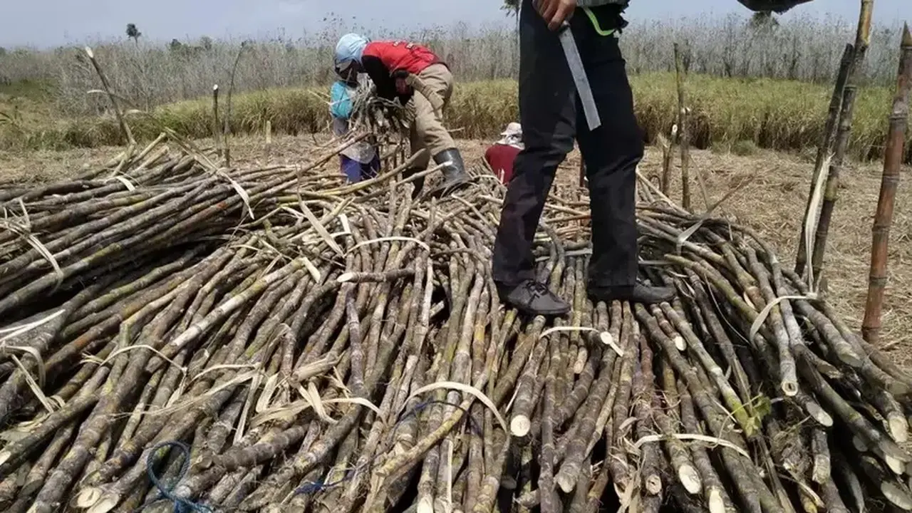 Aman Agrindo Genjot Produksi Gula Lewat Tiga Proyek Strategis