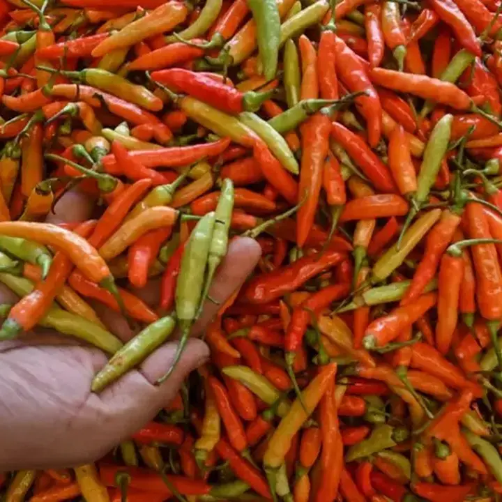 BI Antisipasi Dampak El Nino, Fokus Mitigasi Harga Beras dan Cabai