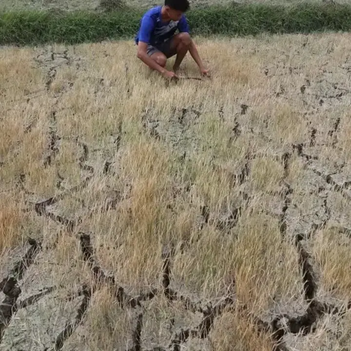 BI Antisipasi El Nino Oktober 2026, Jaga Inflasi Pangan Nasional