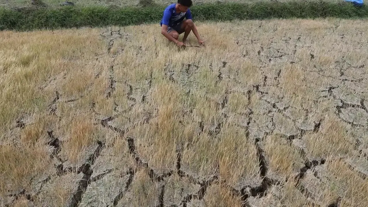 BI Antisipasi El Nino Oktober 2026, Jaga Inflasi Pangan Nasional