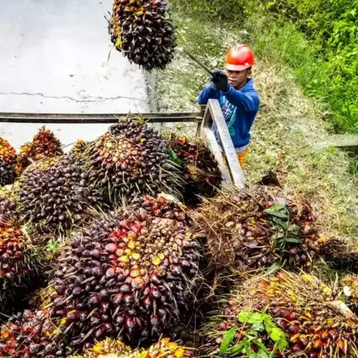 Harga CPO Lampaui 4 Bulan Tertinggi, Didorong Kenaikan Minyak Nabati Pesaing