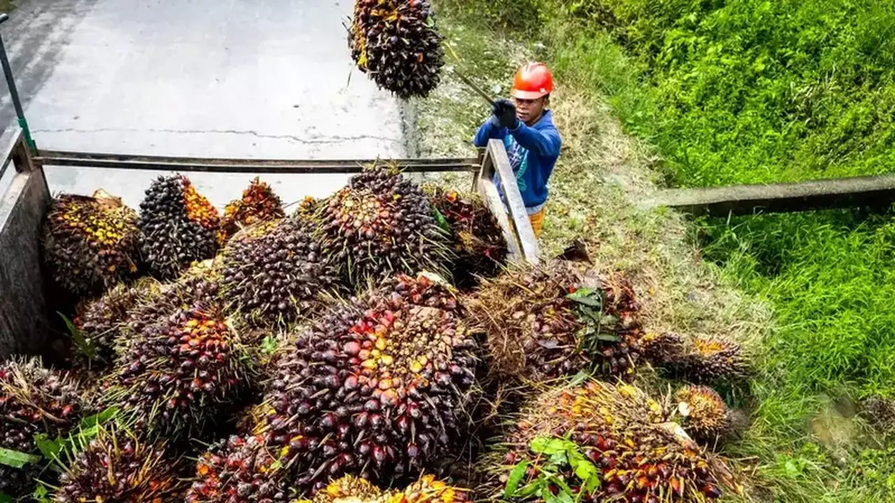 Harga CPO Lampaui 4 Bulan Tertinggi, Didorong Kenaikan Minyak Nabati Pesaing