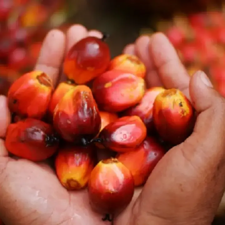 Harga CPO Melonjak ke Puncak Baru, Didorong Kenaikan Minyak Mentah dan Nabati