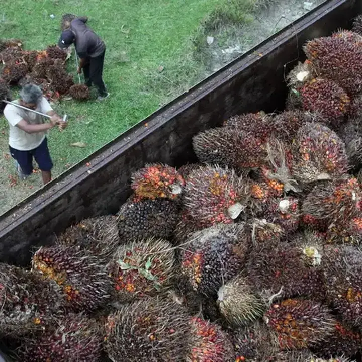 Harga CPO Melonjak, Lampaui Level April Didukung Minyak Nabati dan Mentah