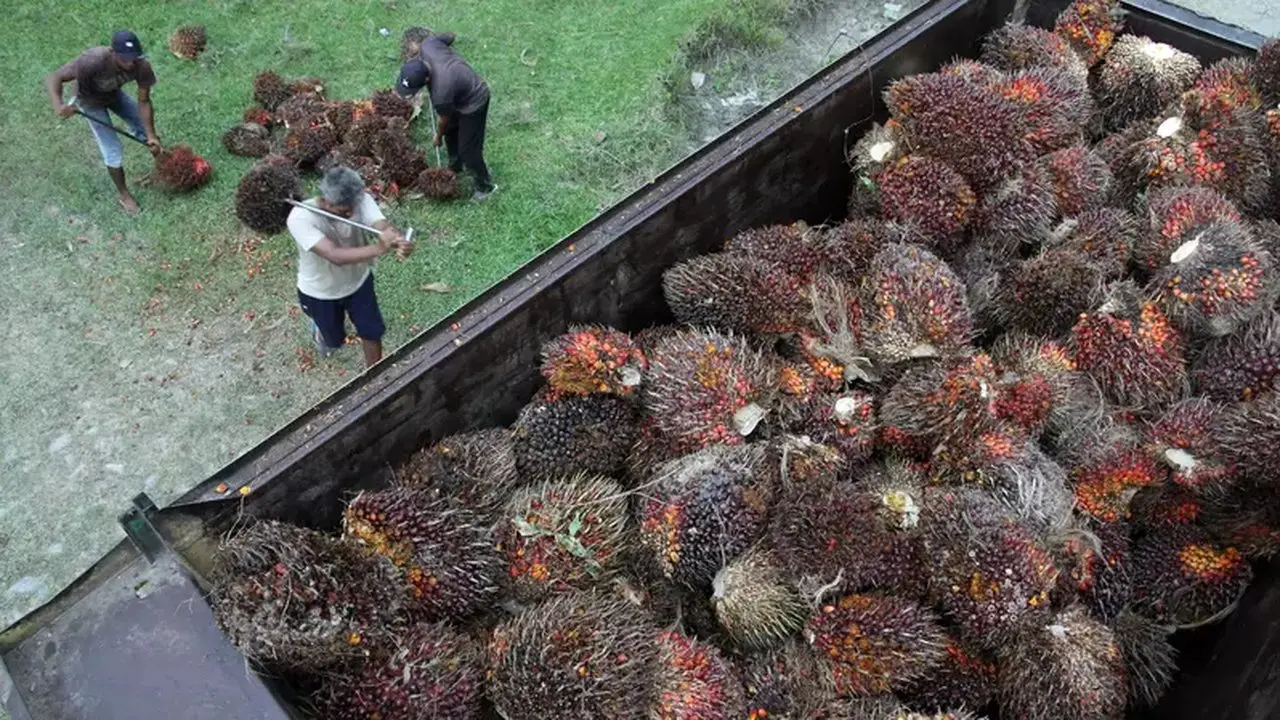 Harga CPO Melonjak, Lampaui Level April Didukung Minyak Nabati dan Mentah