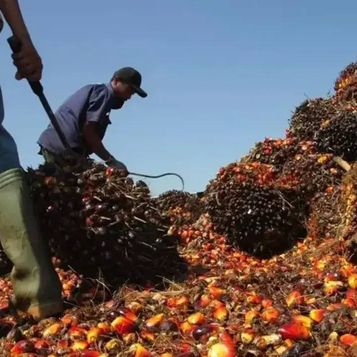 Industri Sawit Khawatir Kebijakan DHE SDA 50% Hambat Likuiditas