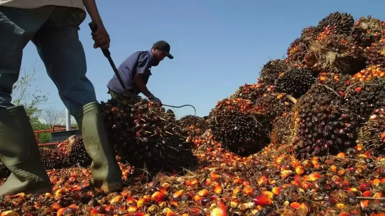 Industri Sawit Khawatir Kebijakan DHE SDA 50% Hambat Likuiditas