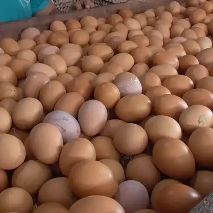 Industrialisasi Unggas Solusi Jangka Menengah Atasi Anjloknya Harga Telur dan Daging Ayam
