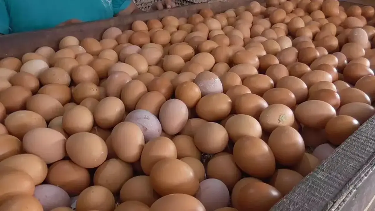 Industrialisasi Unggas Solusi Jangka Menengah Atasi Anjloknya Harga Telur dan Daging Ayam