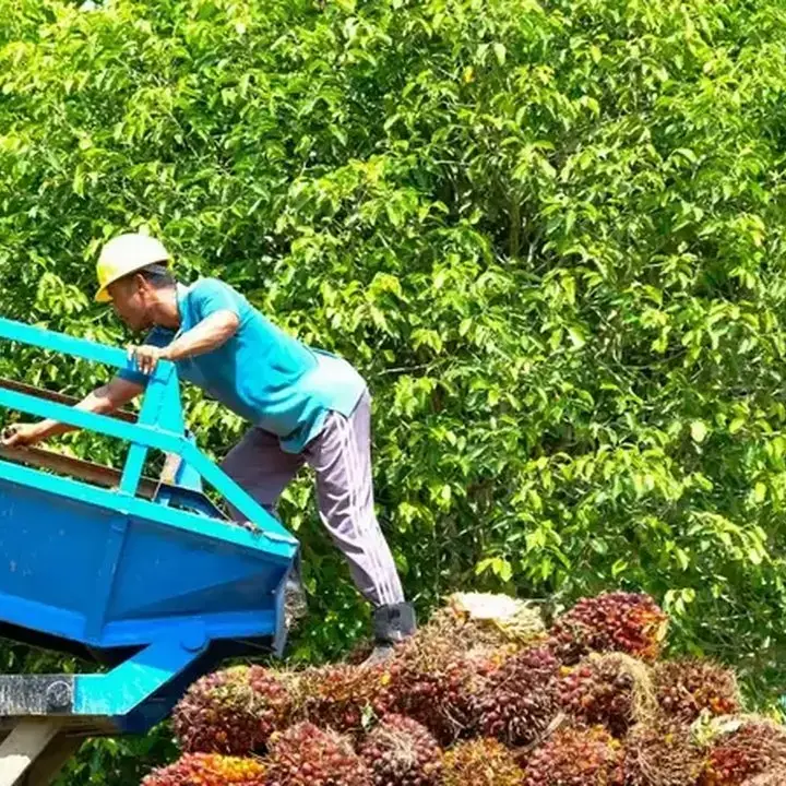 Kebijakan Ekspor Satu Pintu DSI Dituding Belum Siap, Petani Khawatir Tergilas