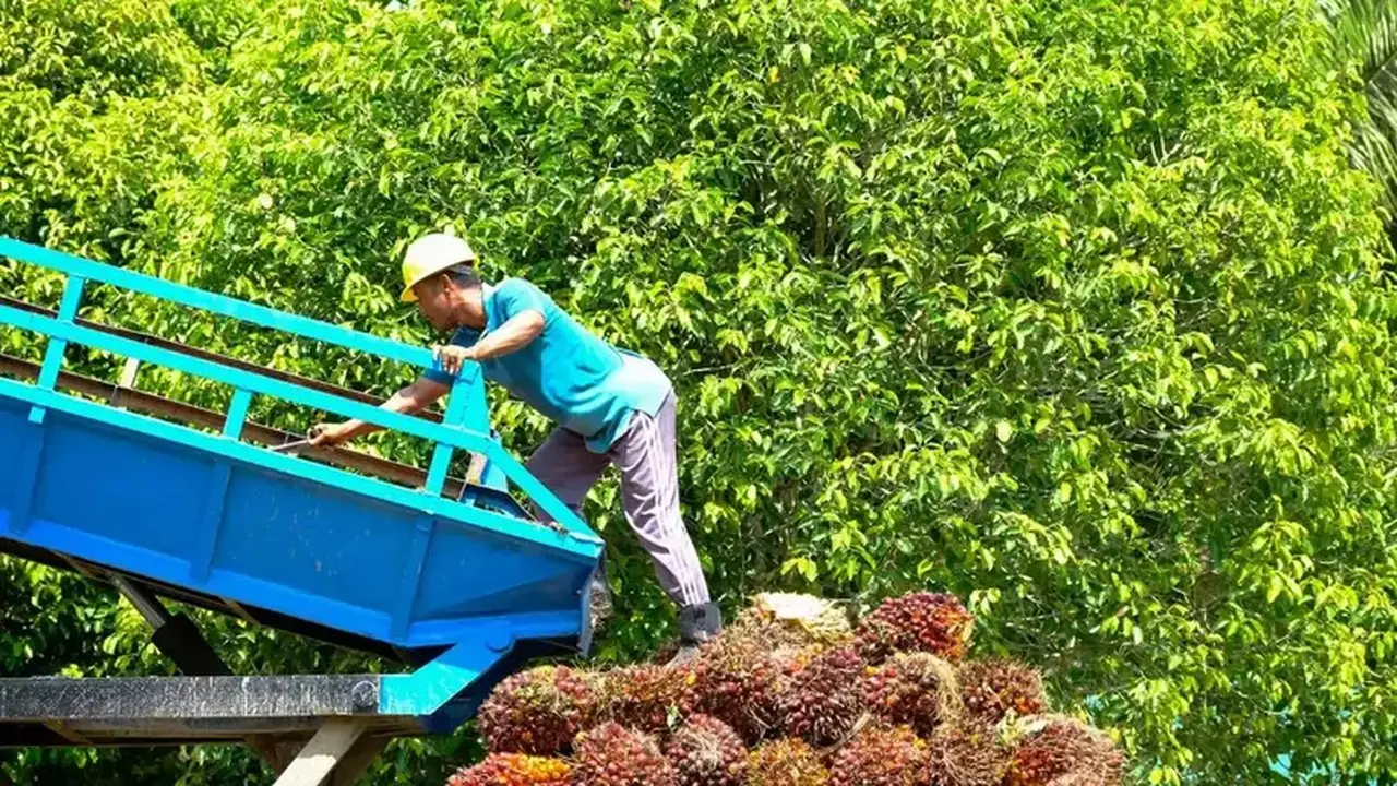 Kebijakan Ekspor Satu Pintu DSI Dituding Belum Siap, Petani Khawatir Tergilas