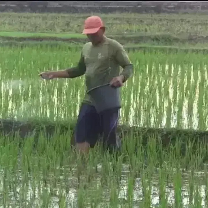 Kementan Terbitkan 889 Sertifikat Hak PVT Demi Akselerasi Benih Unggul