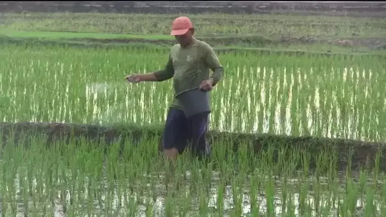 Kementan Terbitkan 889 Sertifikat Hak PVT Demi Akselerasi Benih Unggul