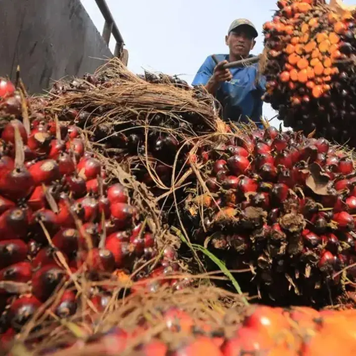 Moratorium Pabrik Sawit Jambi Dinilai Rugikan Petani dan Investasi