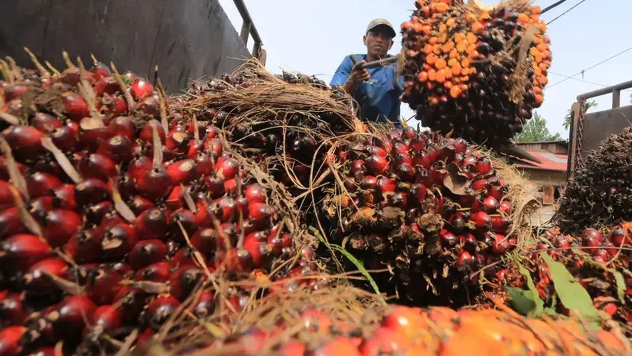Moratorium Pabrik Sawit Jambi Dinilai Rugikan Petani dan Investasi