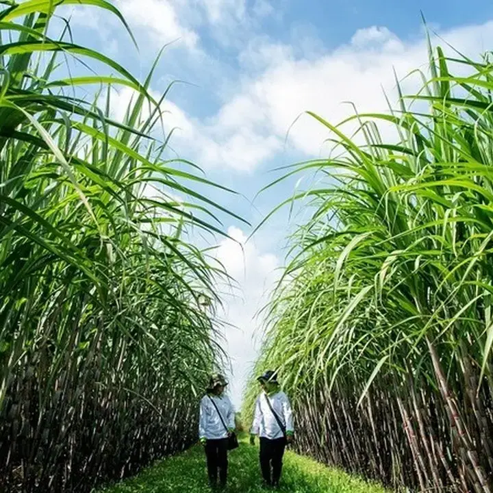 Petani Tebu Tuntut Kenaikan HPP dan Hapus HET Gula