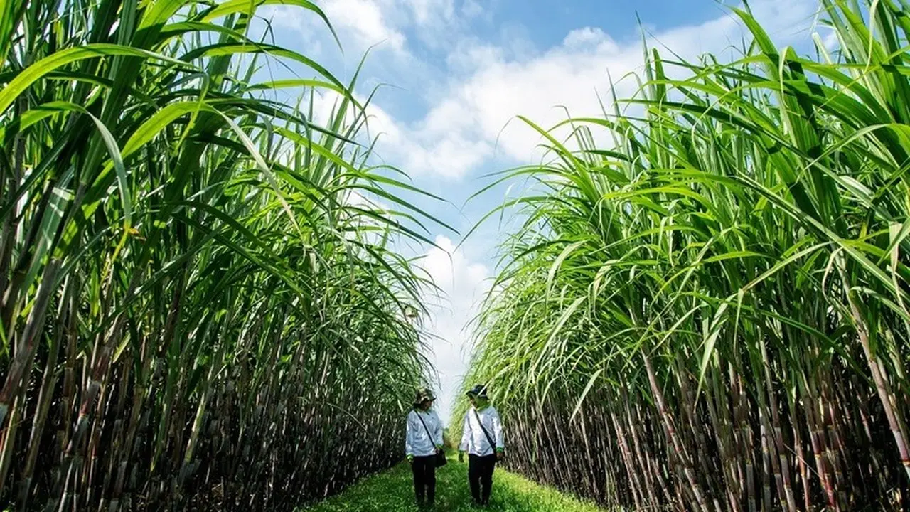 Petani Tebu Tuntut Kenaikan HPP dan Hapus HET Gula