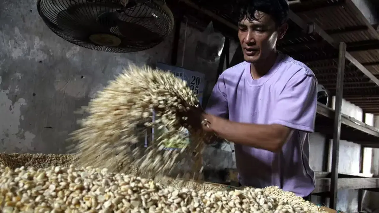 Bapanas Proyeksi Surplus Kedelai 290 Ribu Ton, Impor Masih Jadi Tantangan Utama
