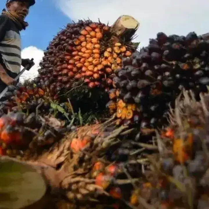 Harga CPO Melemah Akibat Tekanan Minyak Dunia dan Kedelai