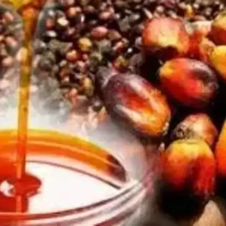 Harga CPO Menguat Didorong Sentimen Positif Global dan Domestik