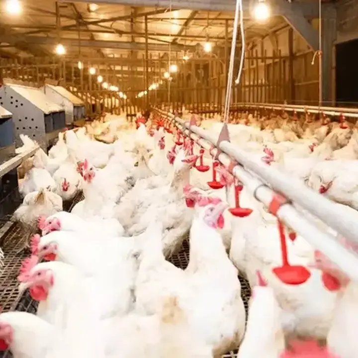 Harga DOC dan Ayam Naik Tajam, Saham Unggas Berpotensi Menguat