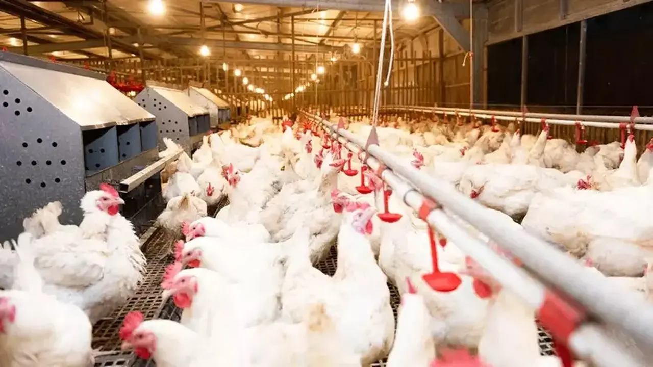 Harga DOC dan Ayam Naik Tajam, Saham Unggas Berpotensi Menguat