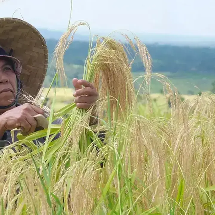 Indonesia Hentikan Impor Beras Umum, Fokus Lindungi Petani Lokal