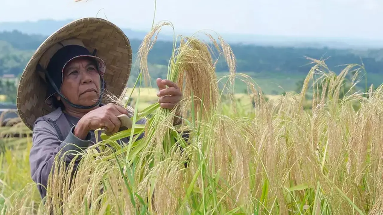 Indonesia Hentikan Impor Beras Umum, Fokus Lindungi Petani Lokal