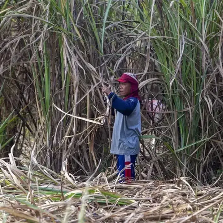 Indonesia Targetkan Produksi Bioetanol E20 dalam 2 Tahun, Siapkan 2 Juta Hektare Lahan Tebu