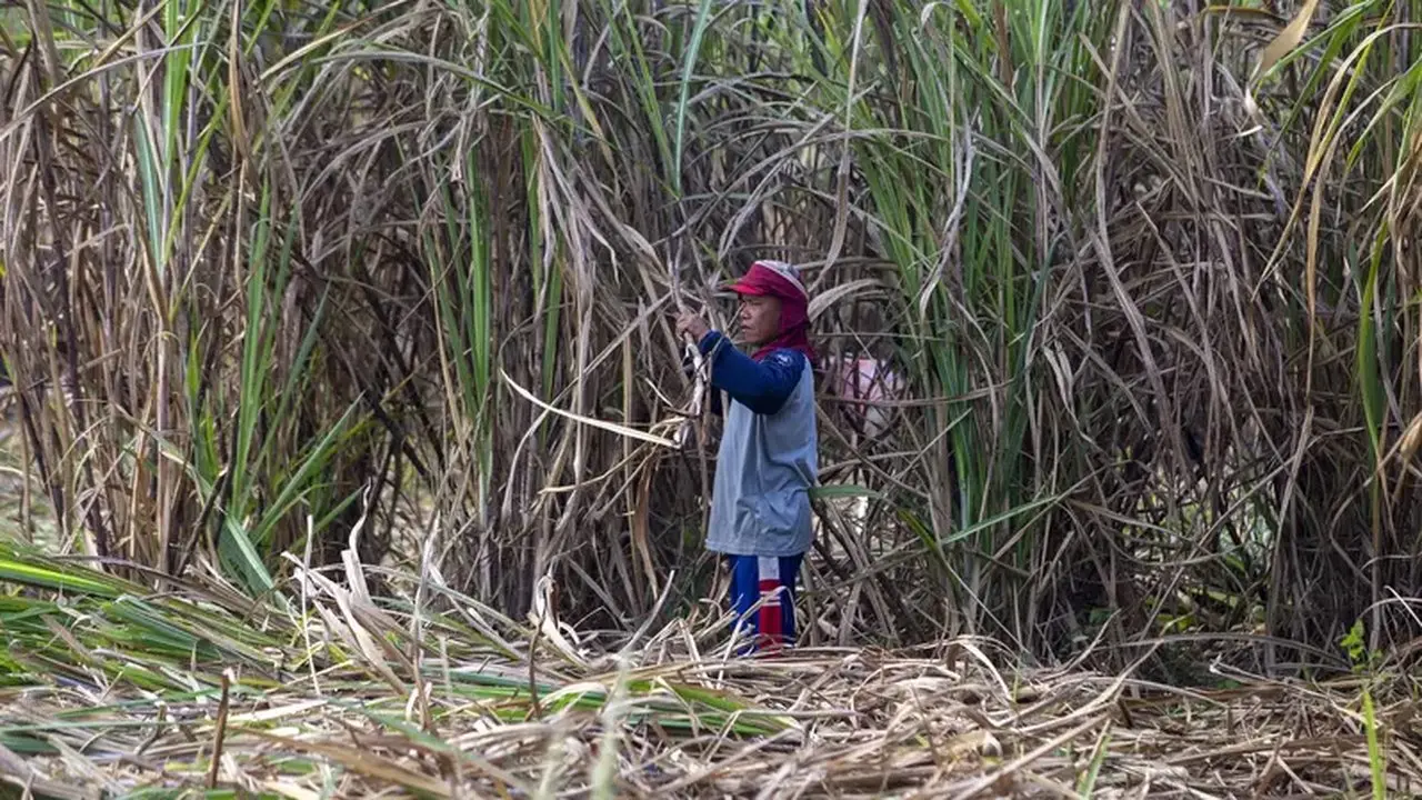 Indonesia Targetkan Produksi Bioetanol E20 dalam 2 Tahun, Siapkan 2 Juta Hektare Lahan Tebu