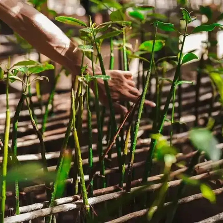 IWIP dan Weda Bay Nickel Perluas Rehabilitasi Mangrove di Maluku Utara