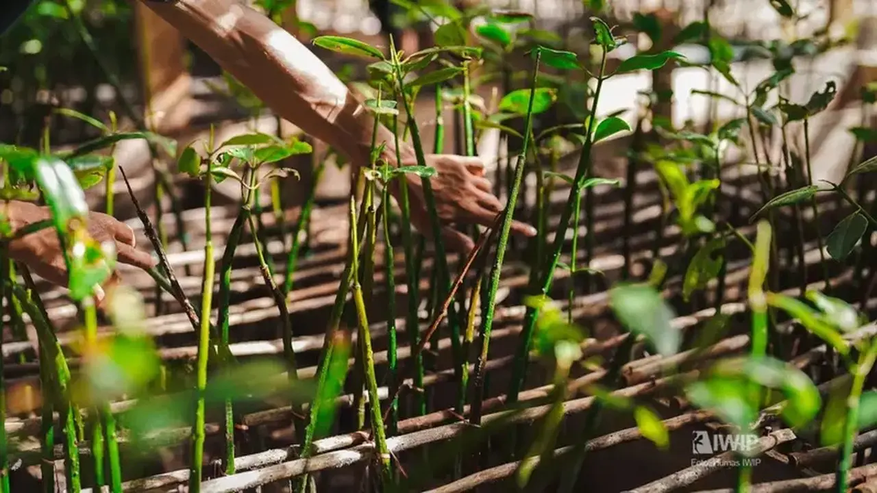 IWIP dan Weda Bay Nickel Perluas Rehabilitasi Mangrove di Maluku Utara