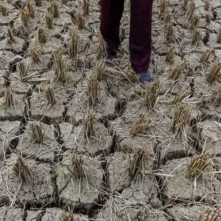 Mentan: 50.000 Hektare Lahan Kering Akibat El Nino, Stok Pangan Nasional Tetap Aman