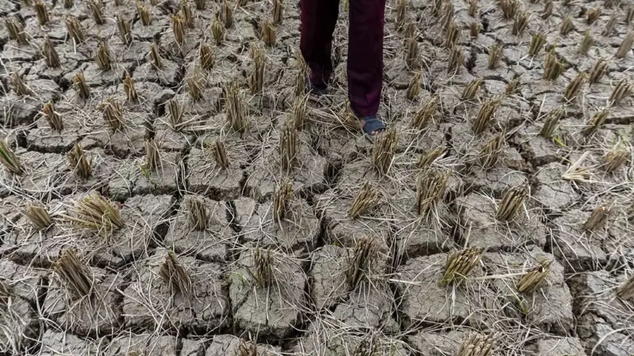 Mentan: 50.000 Hektare Lahan Kering Akibat El Nino, Stok Pangan Nasional Tetap Aman