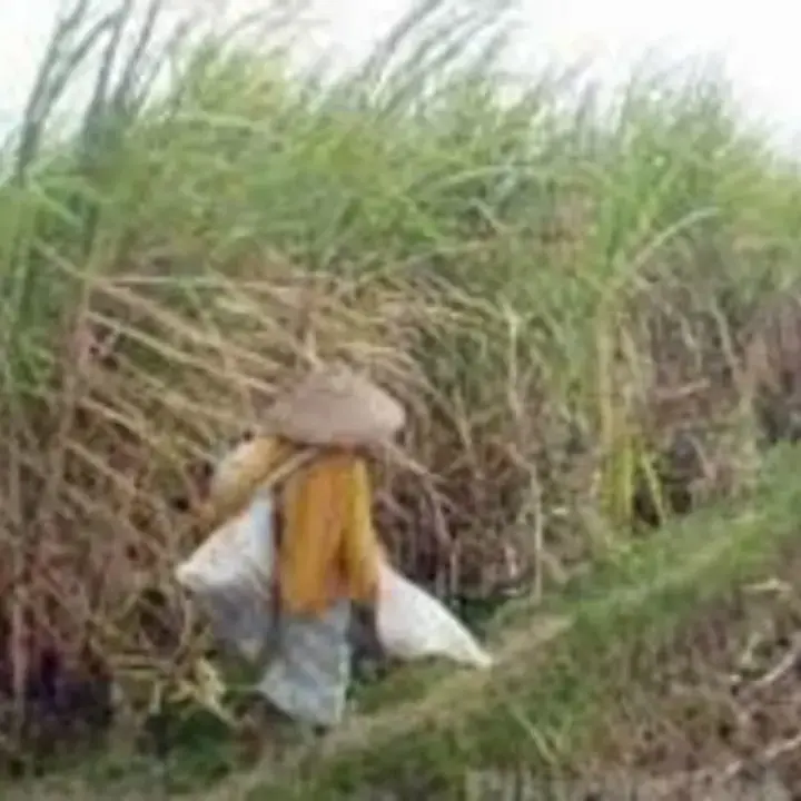 Petani Tuntut Harga Tetes Tebu Sesuai Keekonomian untuk Sukseskan Program Bioetanol