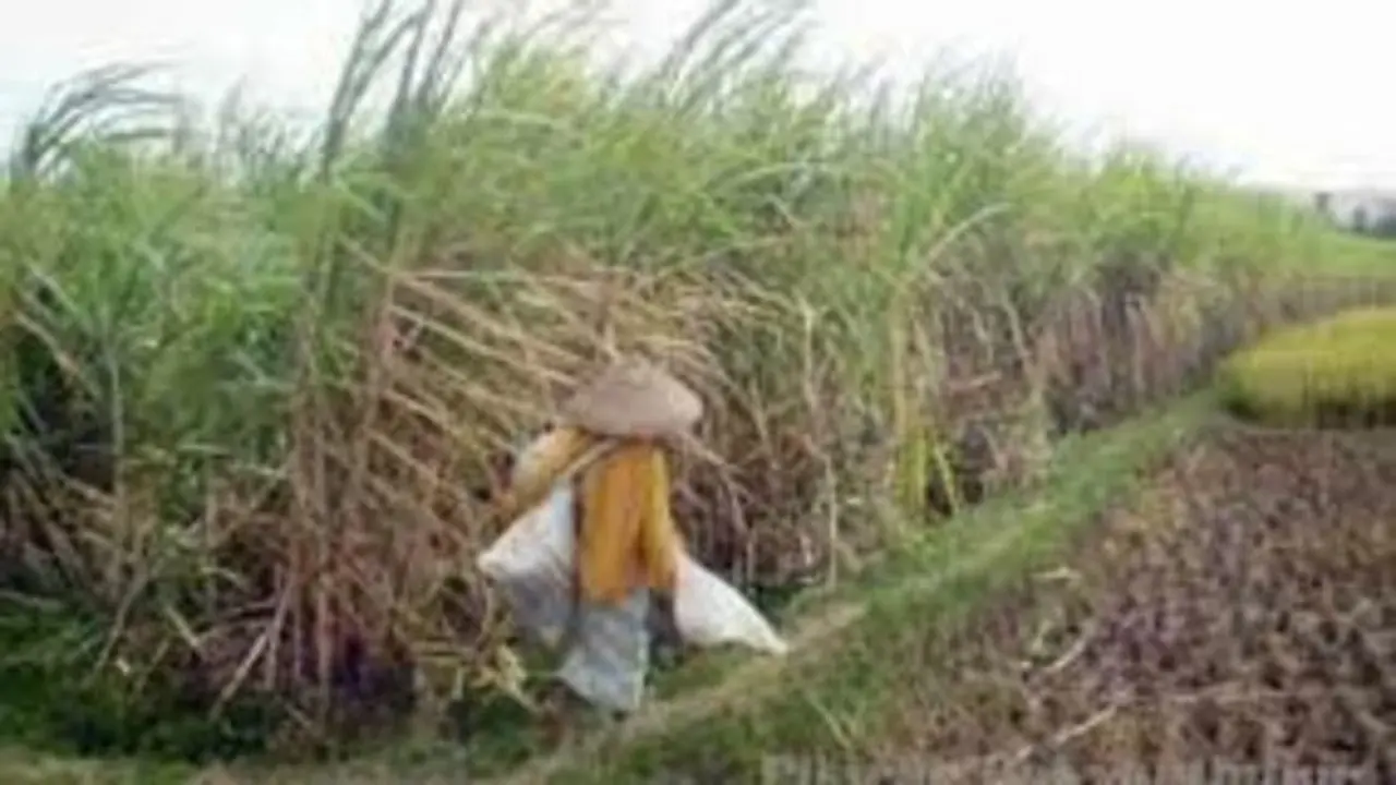 Petani Tuntut Harga Tetes Tebu Sesuai Keekonomian untuk Sukseskan Program Bioetanol