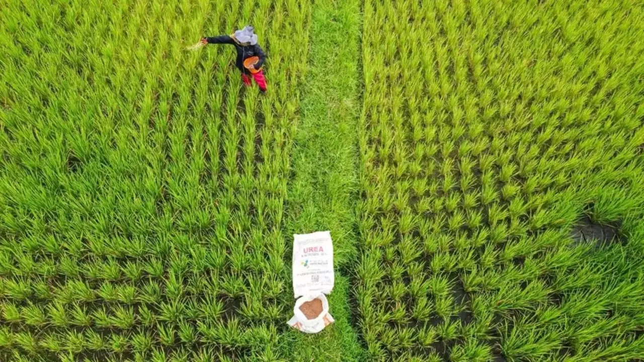 Pupuk Indonesia Tekan Harga Pupuk Subsidi Hingga 20% untuk Petani