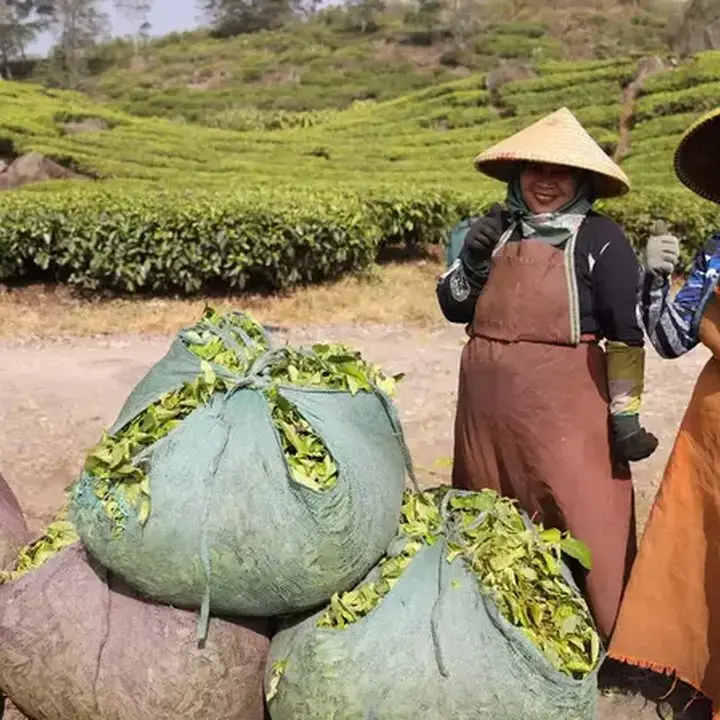 Puskopkar PTPN VIII Diversifikasi Bisnis dengan Dana Bergulir LPDB