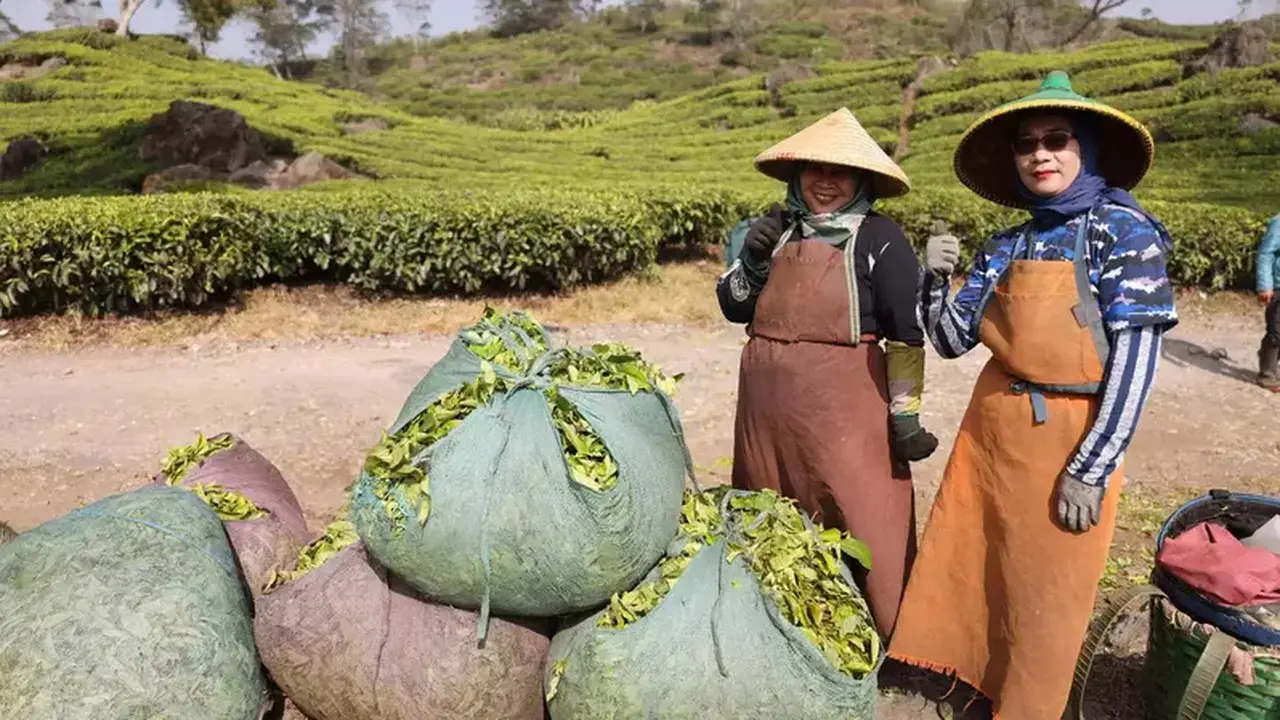 Puskopkar PTPN VIII Diversifikasi Bisnis dengan Dana Bergulir LPDB