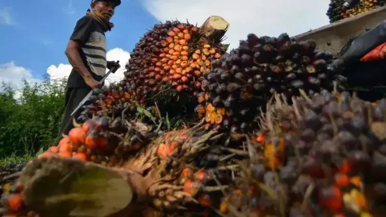 Stok Melimpah, Harga CPO Malaysia Terus Tertekan