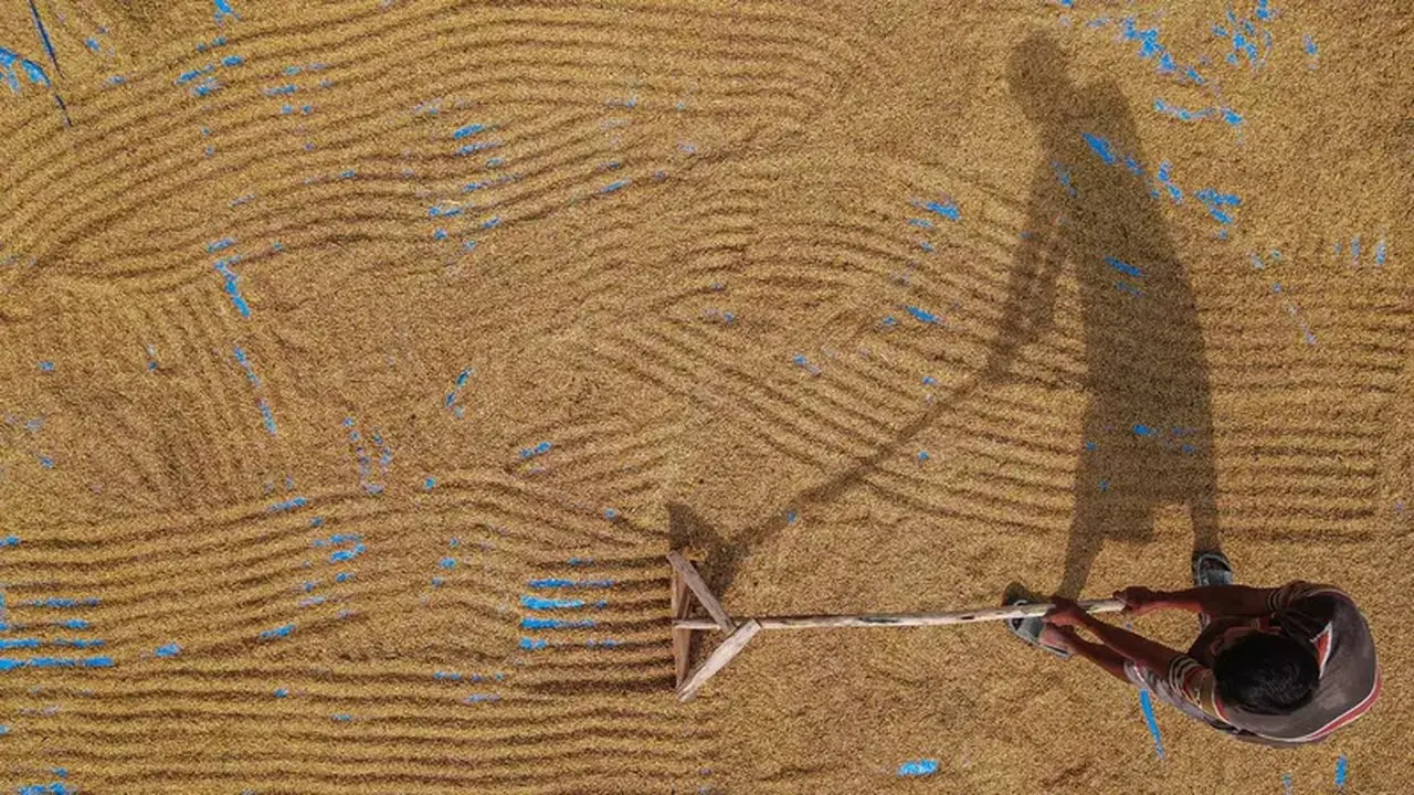 Swasembada Pangan Tercapai, Kesejahteraan Petani Masih Jadi PR Besar